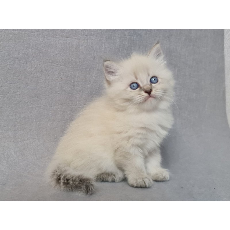 Siberian EZ Angel