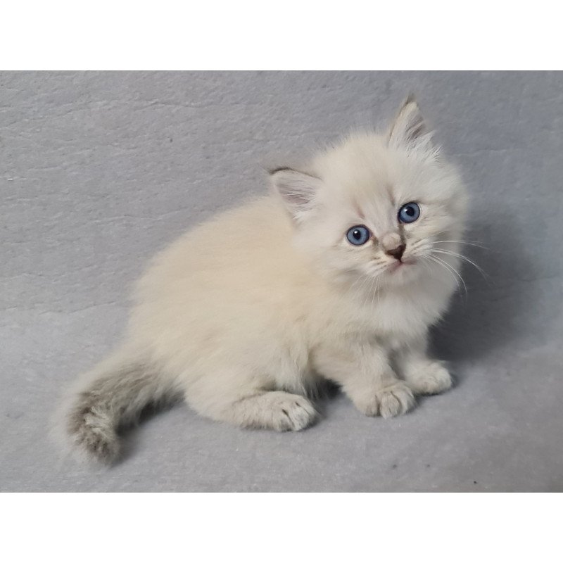 Siberian EZ Angel