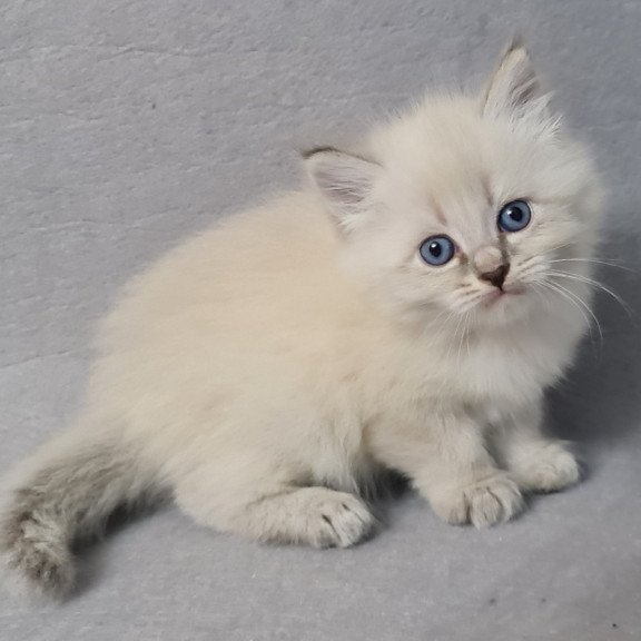 Siberian EZ Angel