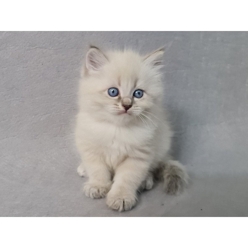 Siberian EZ Angel