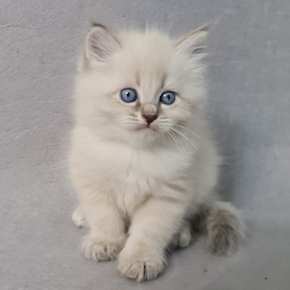 Siberian EZ Angel