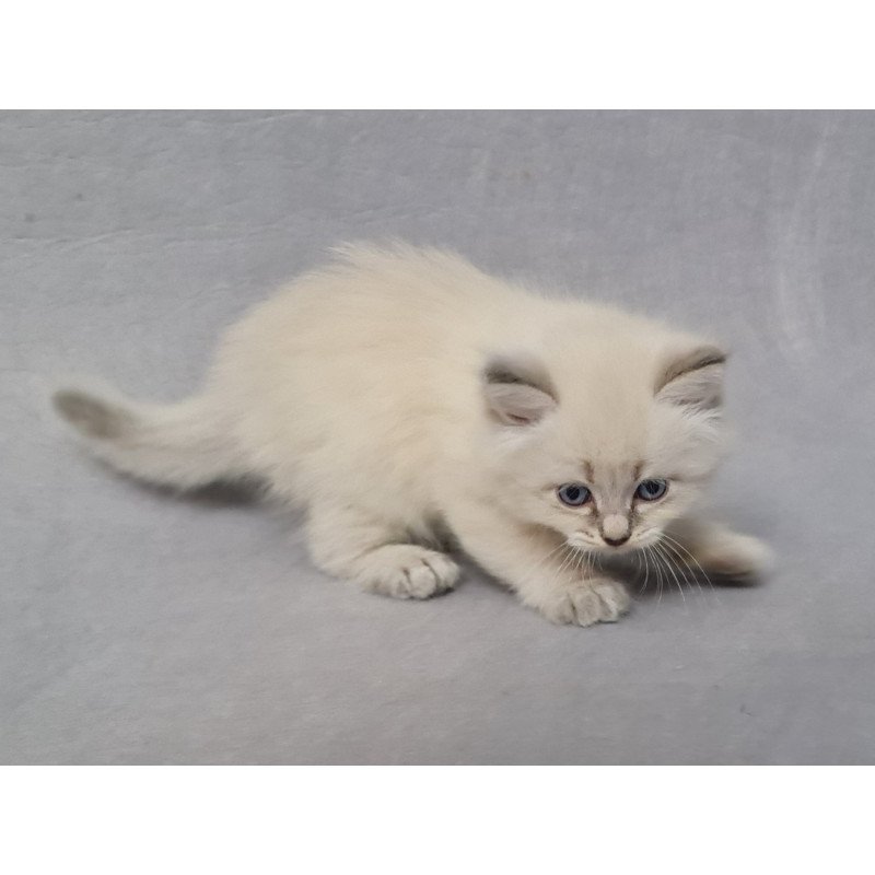 Siberian EZ Angel