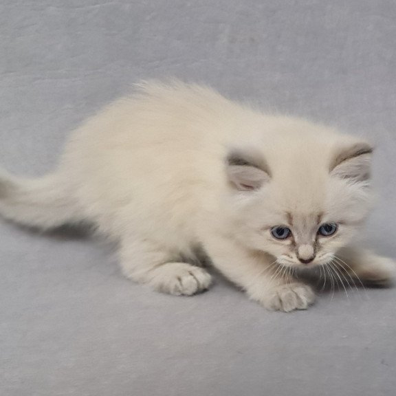 Siberian EZ Angel