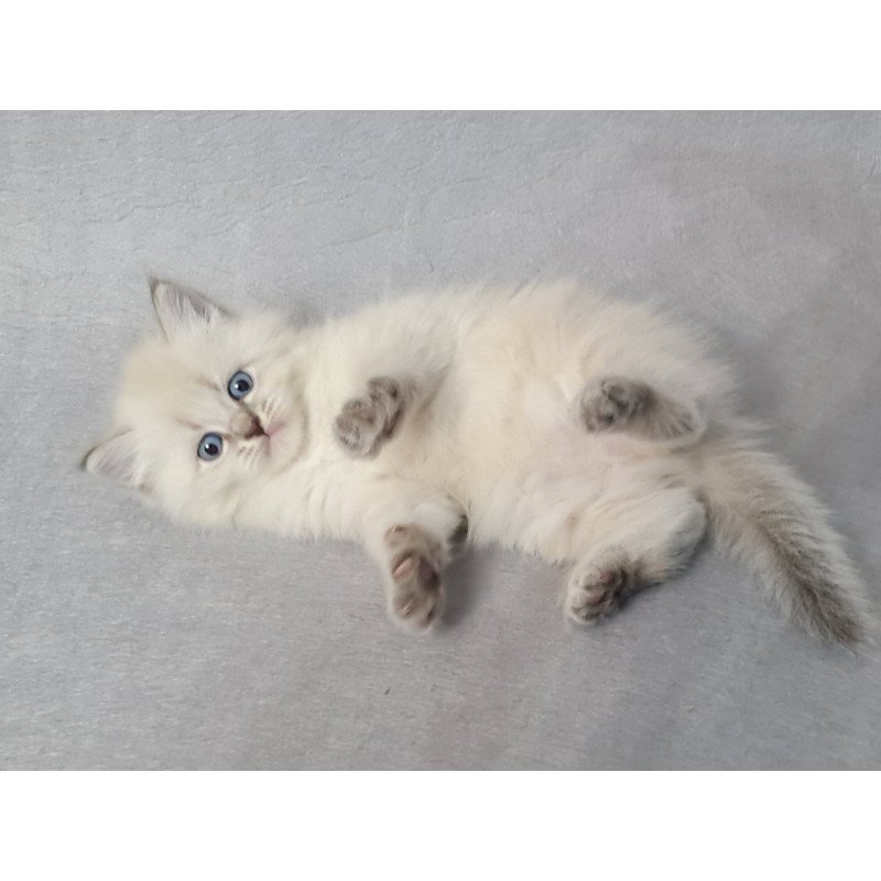 Siberian EZ Angel