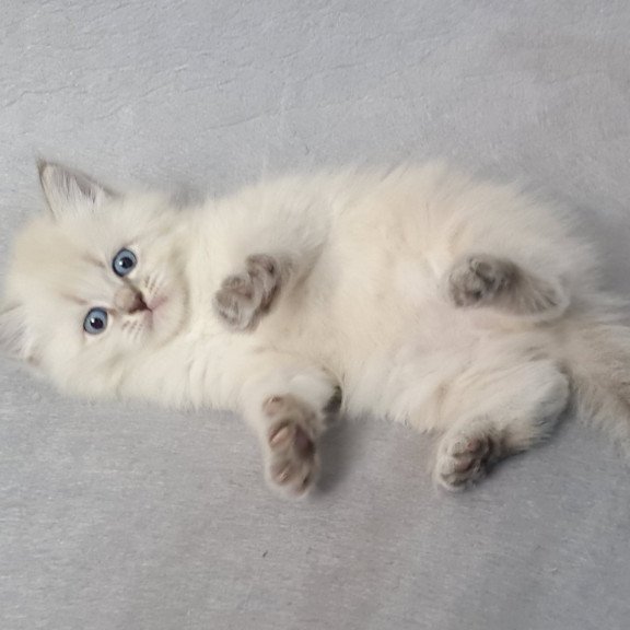 Siberian EZ Angel