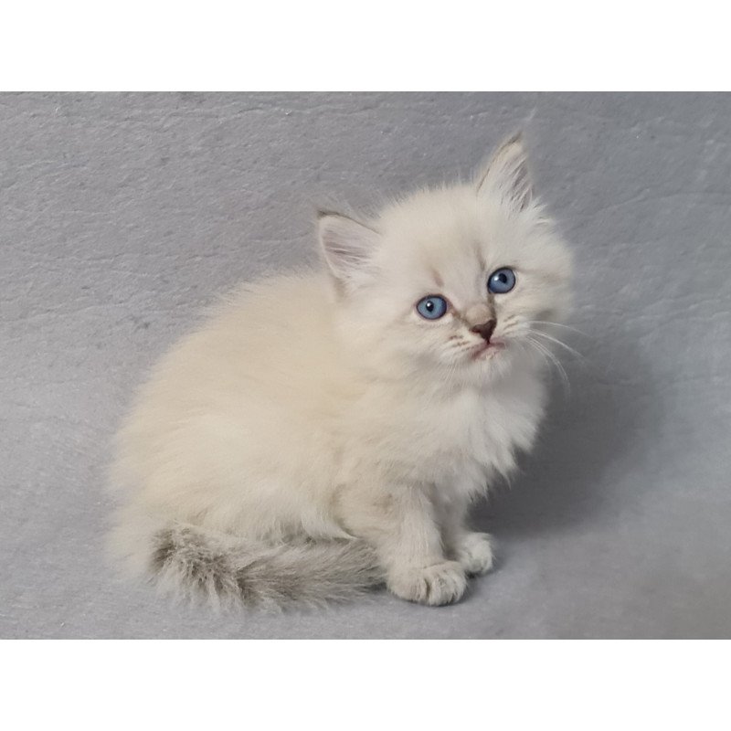 Siberian EZ Angel