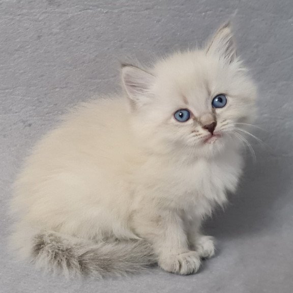 Siberian EZ Angel