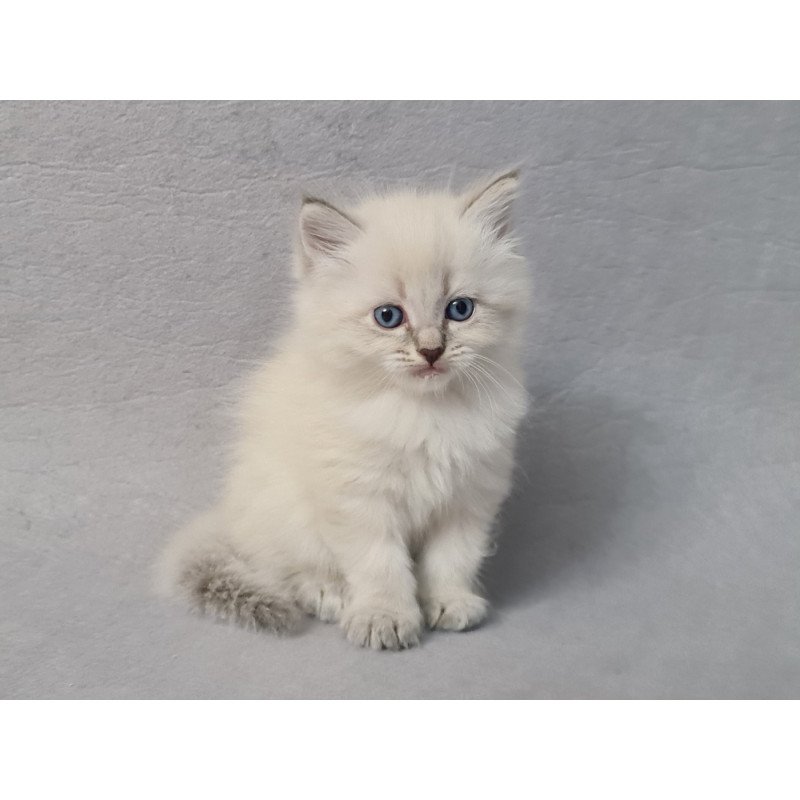 Siberian EZ Angel