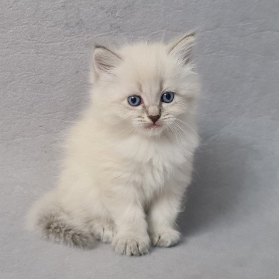 Siberian EZ Angel
