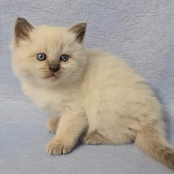 Siberian EZ Archie