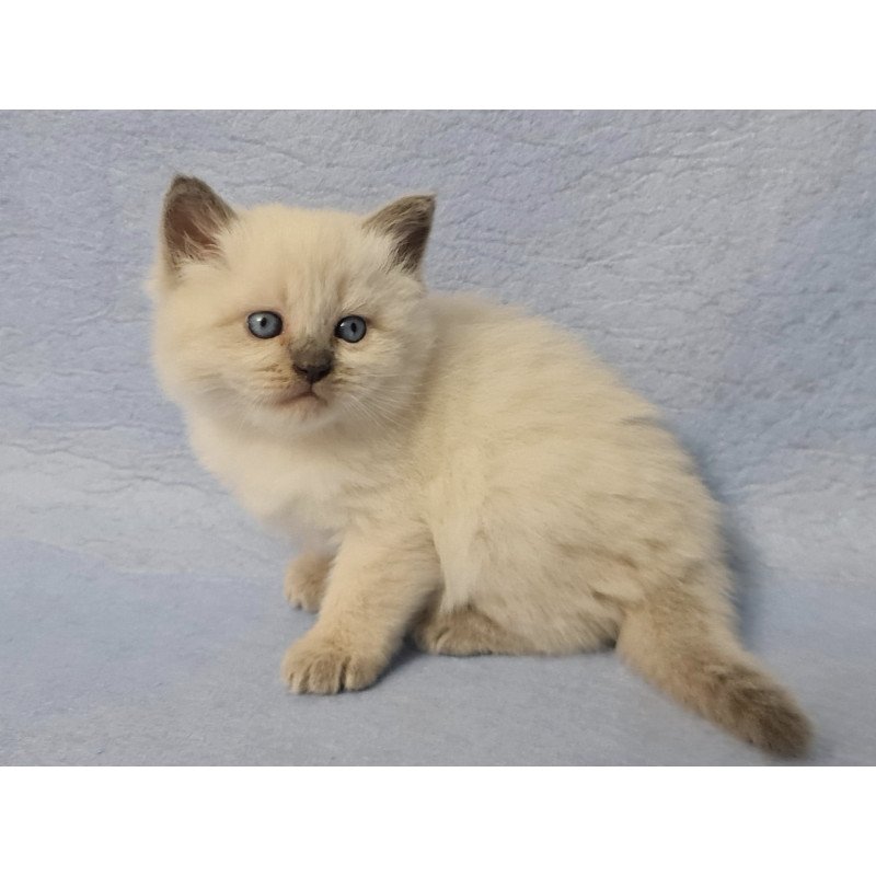 Siberian EZ Archie