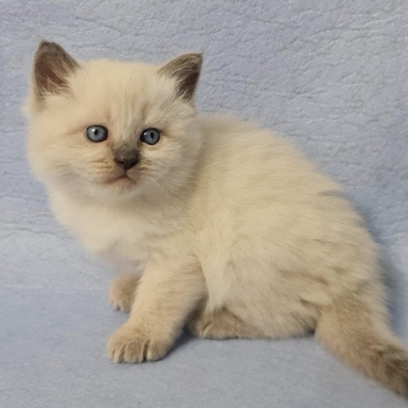 Siberian EZ Archie