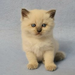 Siberian EZ Archie