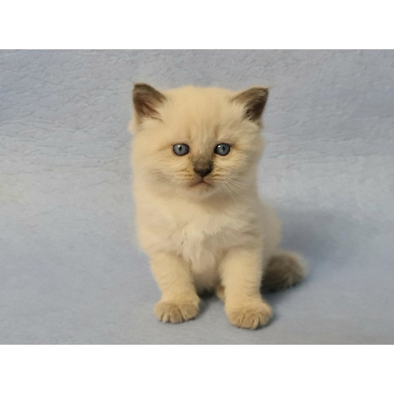 Siberian EZ Archie