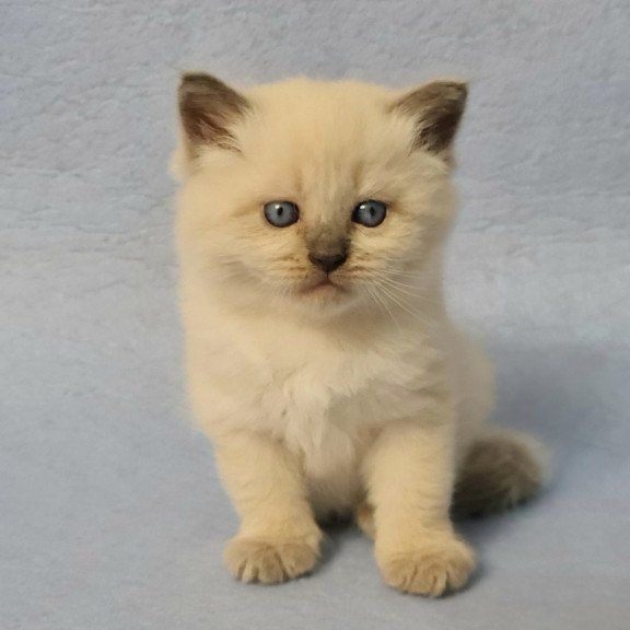 Siberian EZ Archie