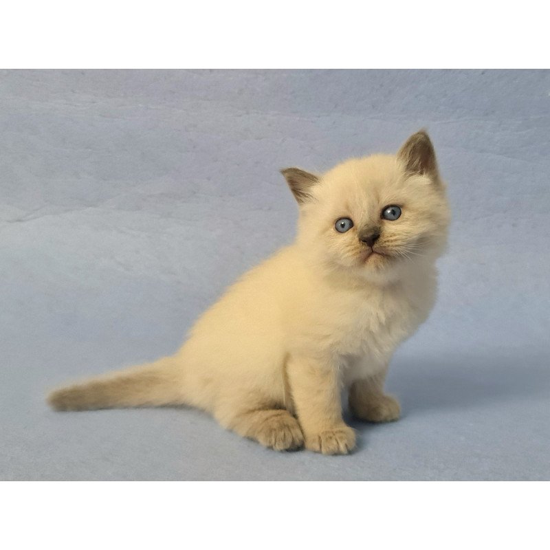 Siberian EZ Archie