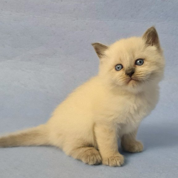 Siberian EZ Archie