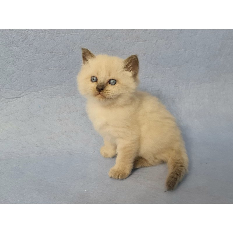 Siberian EZ Archie