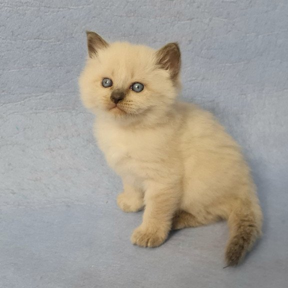 Siberian EZ Archie