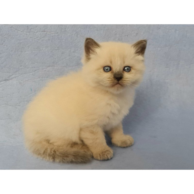Siberian EZ Archie