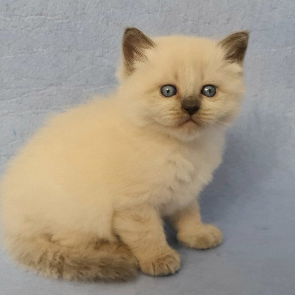Siberian EZ Archie