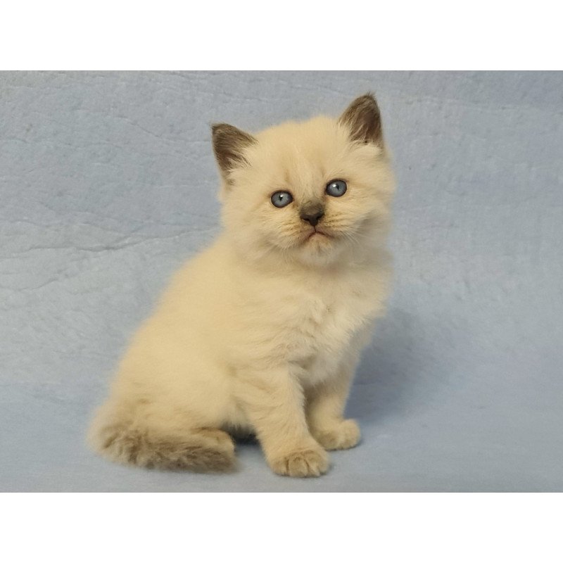 Siberian EZ Archie