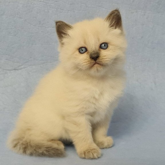 Siberian EZ Archie