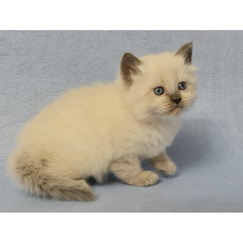 Siberian EZ Archie