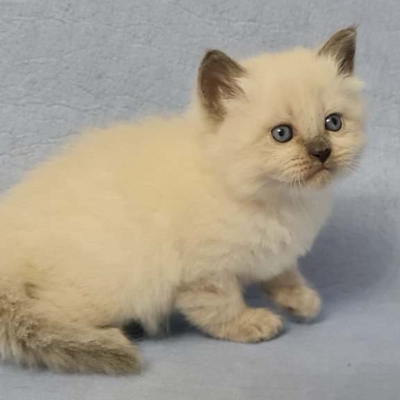 Siberian EZ Archie