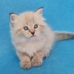Siberian EZ Azaliya