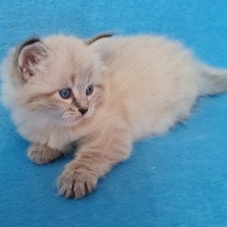 Siberian EZ Azaliya
