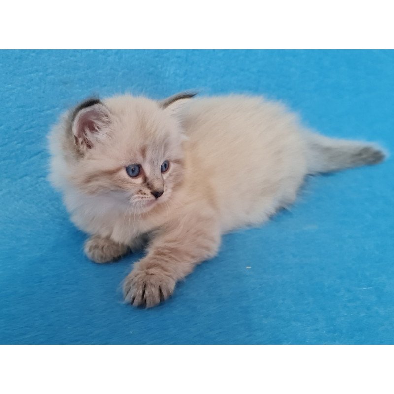 Siberian EZ Azaliya