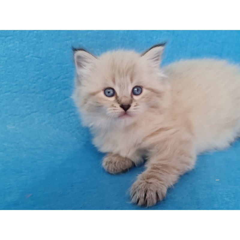 Siberian EZ Azaliya