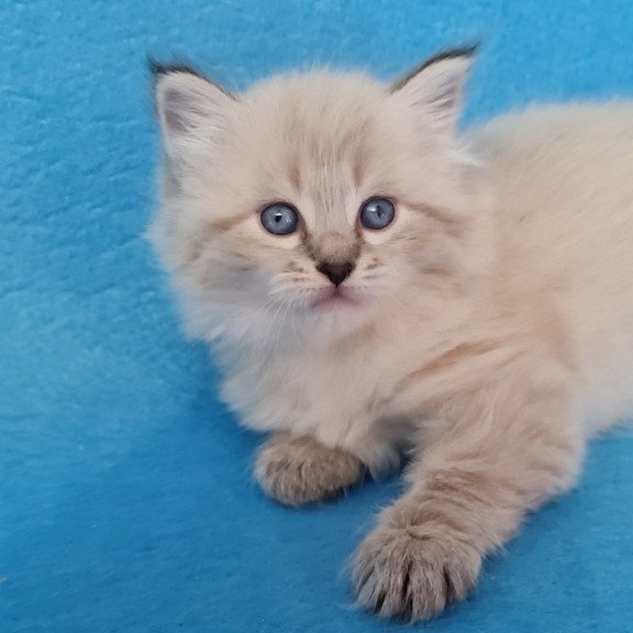 Siberian EZ Azaliya
