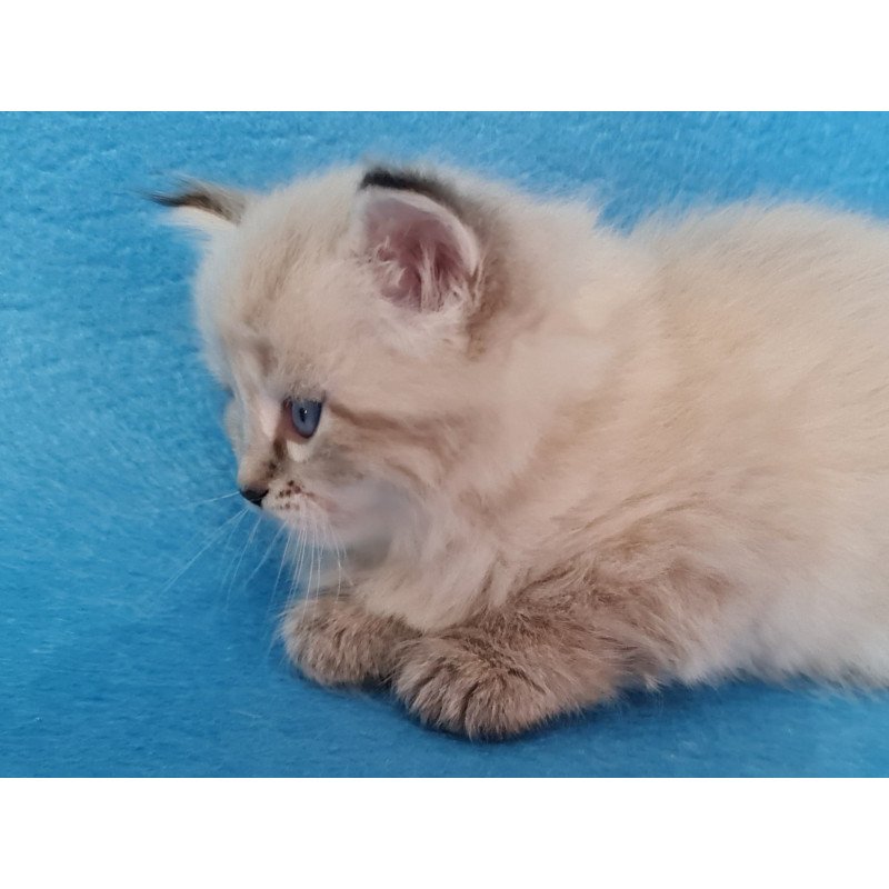 Siberian EZ Azaliya