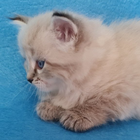 Siberian EZ Azaliya