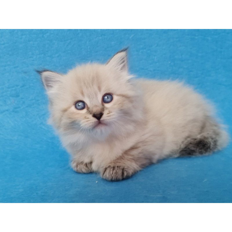 Siberian EZ Azaliya