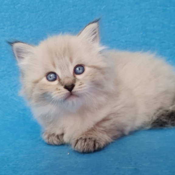 Siberian EZ Azaliya