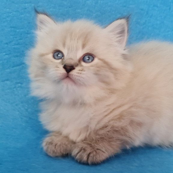 Siberian EZ Azaliya
