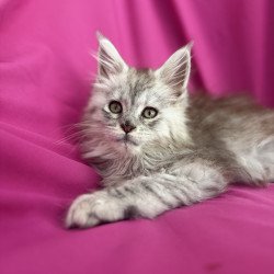 Maine Coon EZ Xiona