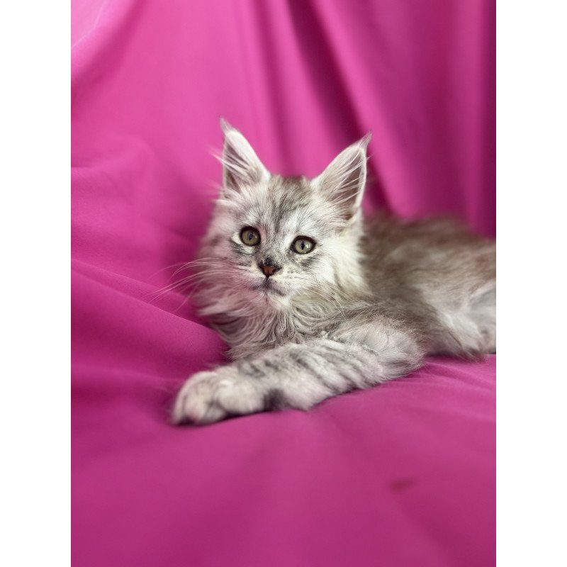 Maine Coon EZ Xiona