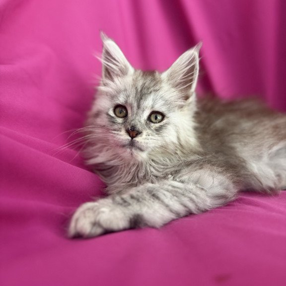 Maine Coon EZ Xiona