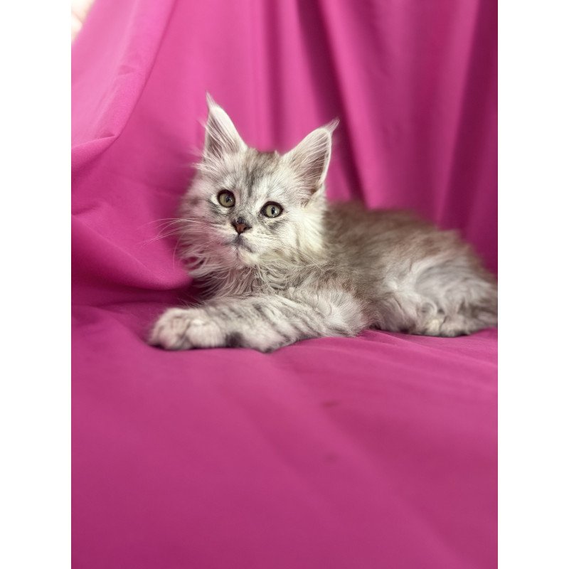 Maine Coon EZ Xiona