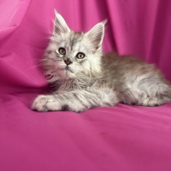 Maine Coon EZ Xiona