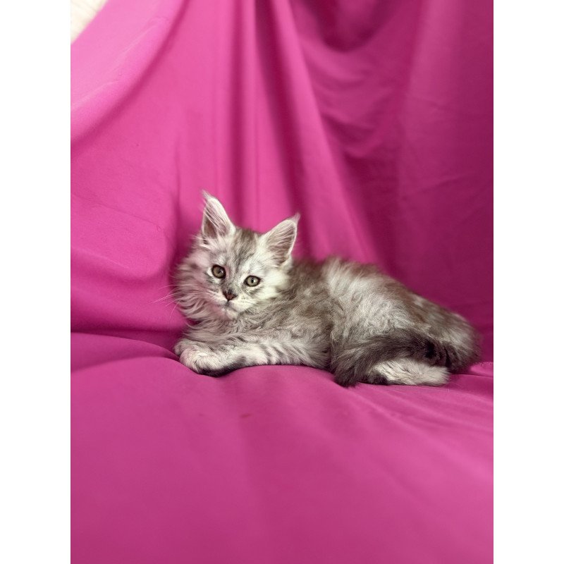 Maine Coon EZ Xiona