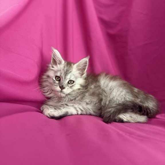 Maine Coon EZ Xiona