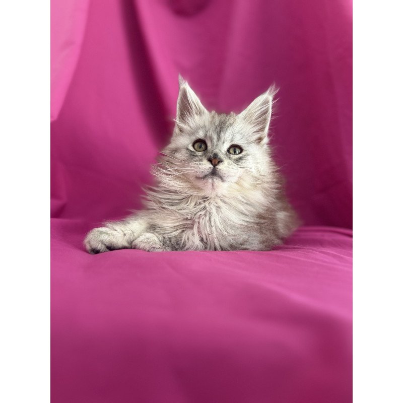 Maine Coon EZ Xiona