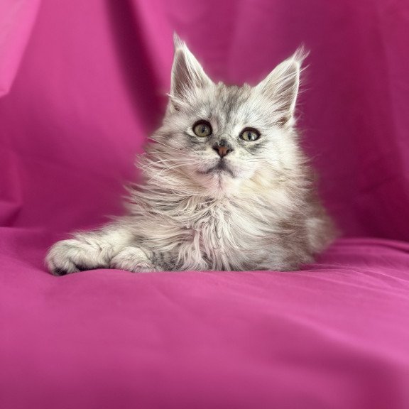 Maine Coon EZ Xiona