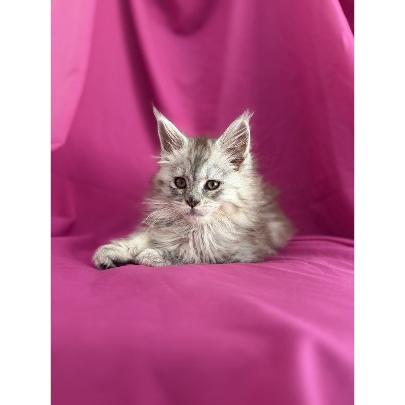 Maine Coon EZ Xiona