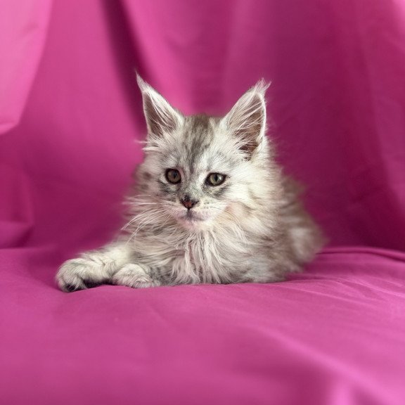 Maine Coon EZ Xiona